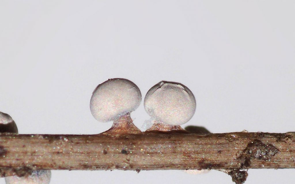 Diderma montanum (?)